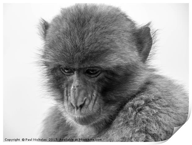Barbary Macaque in Gibraltar Print by Paul Nicholas