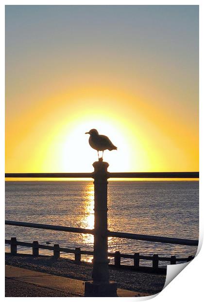 Seagull Sunrise Print by Richard May