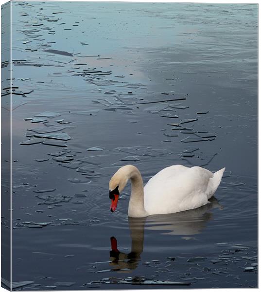 Swan floating on Frozen Water Canvas Print by Darren Burroughs