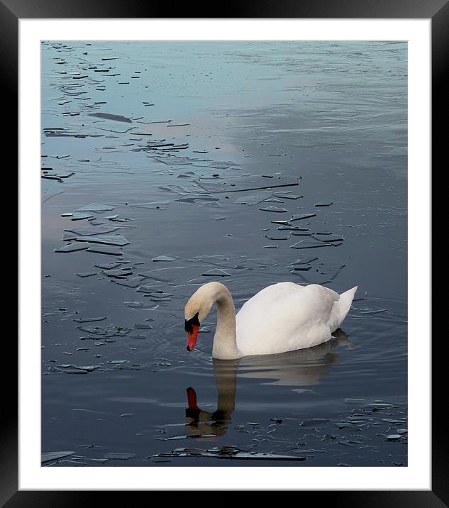 Swan floating on Frozen Water Framed Mounted Print by Darren Burroughs