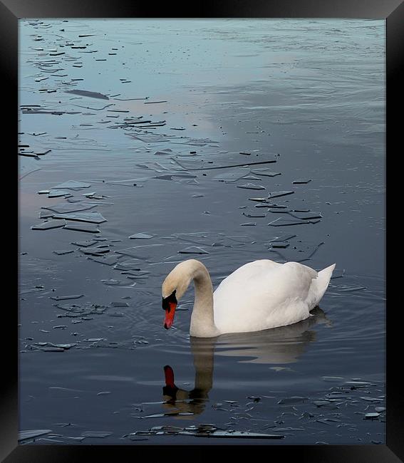 Swan floating on Frozen Water Framed Print by Darren Burroughs