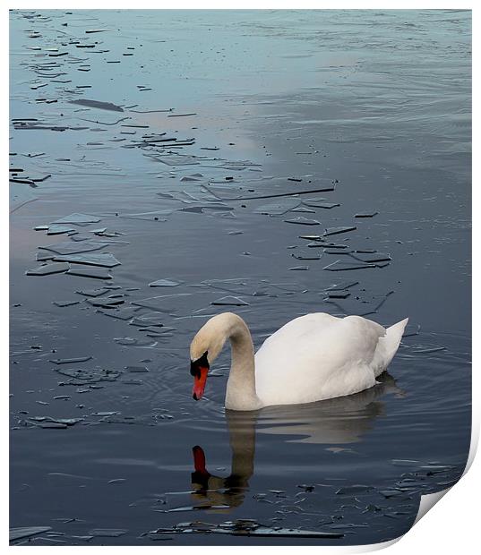 Swan floating on Frozen Water Print by Darren Burroughs