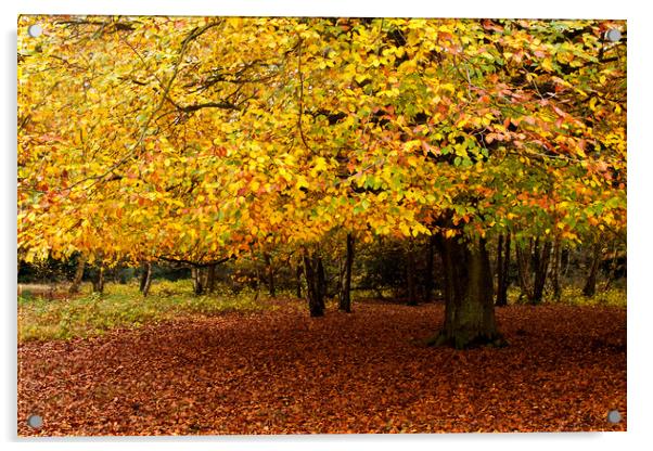 Autumn Acrylic by David Tanner