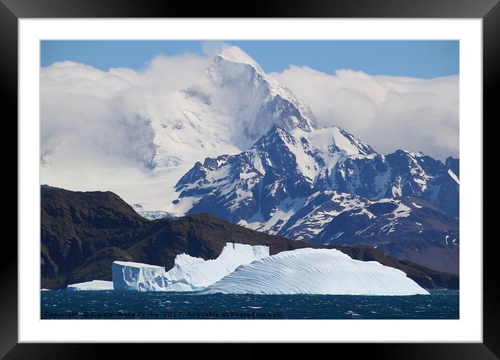 South Georgia, Southern Atlantic Framed Mounted Print by Carole-Anne Fooks