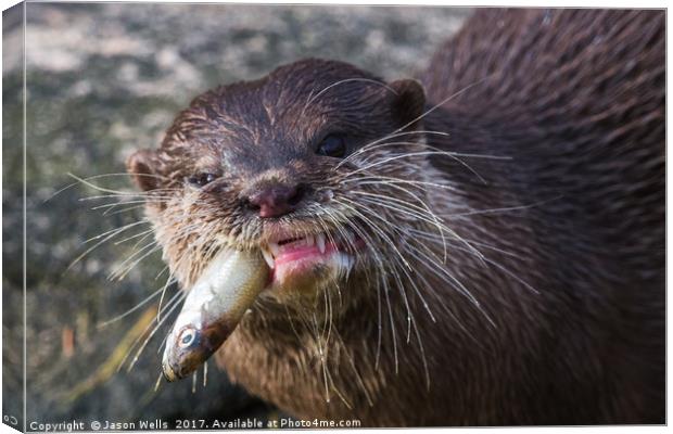 Asian small-clawed otter chewing Canvas Print by Jason Wells