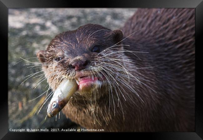 Asian small-clawed otter chewing Framed Print by Jason Wells