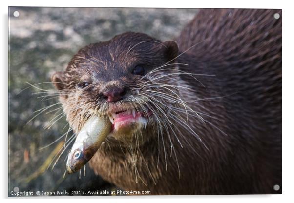 Asian small-clawed otter chewing Acrylic by Jason Wells