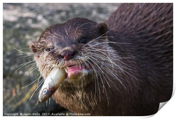 Asian small-clawed otter chewing Print by Jason Wells