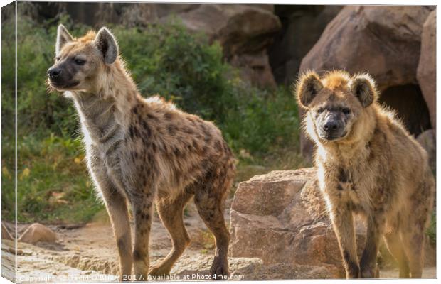 Pair of Spotted Hyena Canvas Print by David O'Brien