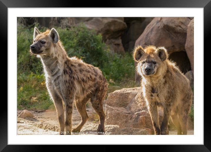 Pair of Spotted Hyena Framed Mounted Print by David O'Brien