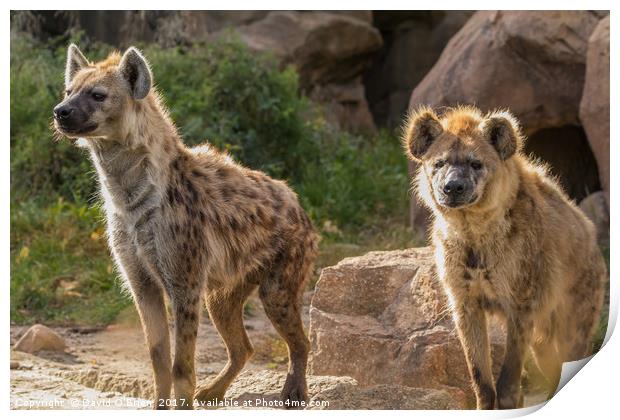 Pair of Spotted Hyena Print by David O'Brien
