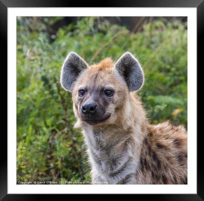 Spotted Hyena Framed Mounted Print by David O'Brien