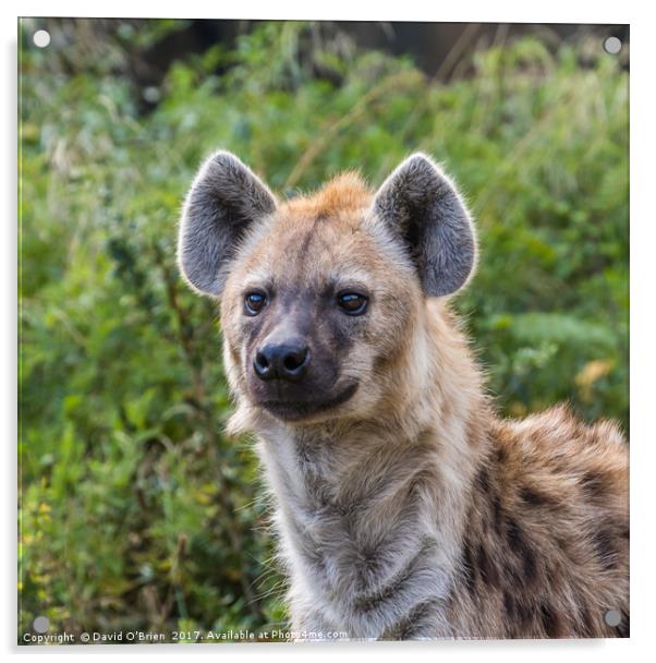 Spotted Hyena Acrylic by David O'Brien