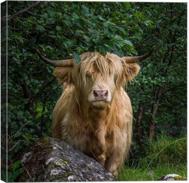 Highland Cow Canvas Print by George Robertson