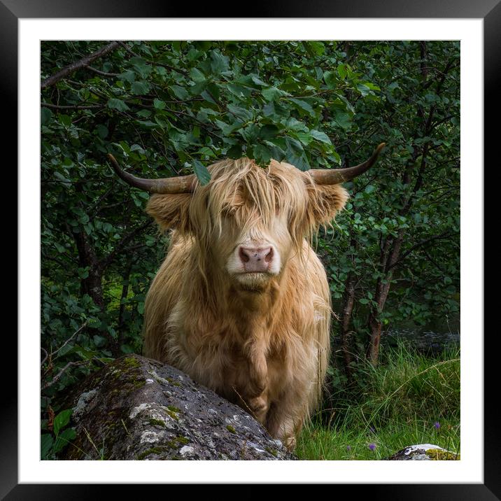 Highland Cow Framed Mounted Print by George Robertson