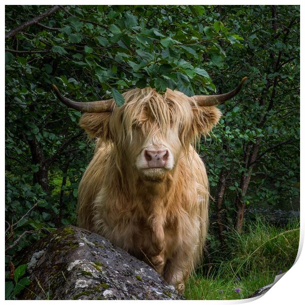 Highland Cow Print by George Robertson