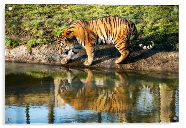 Sumatran Tiger Acrylic by Mike Rockey
