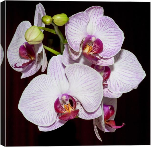 Orchids Canvas Print by Mike Rockey