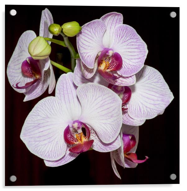 Orchids Acrylic by Mike Rockey