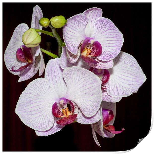 Orchids Print by Mike Rockey
