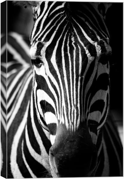 Zebra Canvas Print by Mike Rockey