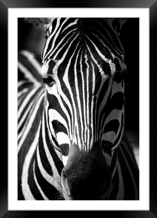 Zebra Framed Mounted Print by Mike Rockey