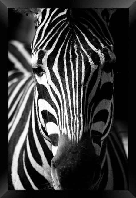 Zebra Framed Print by Mike Rockey