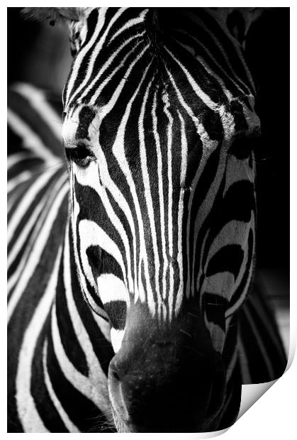 Zebra Print by Mike Rockey
