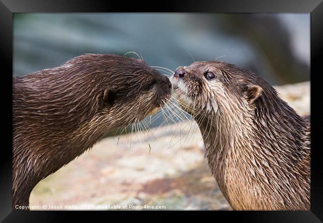 Asian small-clawed otter pair Framed Print by Jason Wells