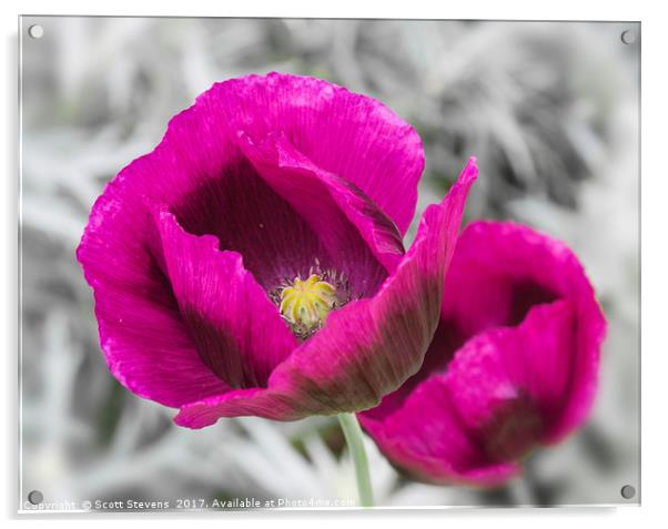Purple Poppies Acrylic by Scott Stevens