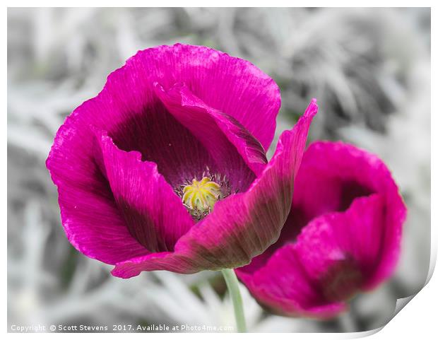 Purple Poppies Print by Scott Stevens