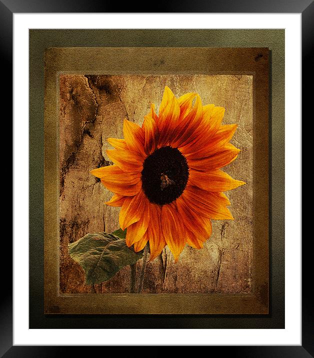 Sunflower Framed Framed Mounted Print by Bel Menpes