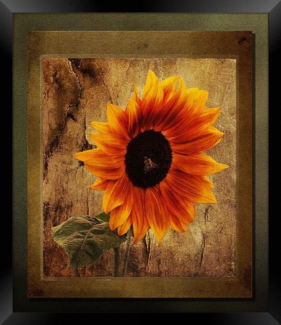 Sunflower Framed Framed Print by Bel Menpes
