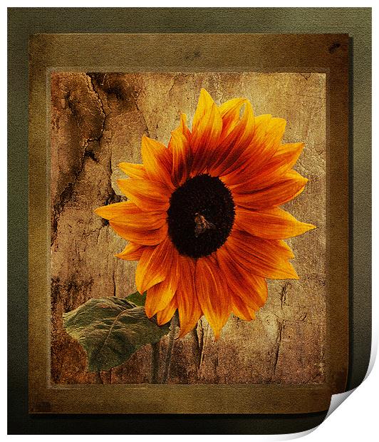 Sunflower Framed Print by Bel Menpes