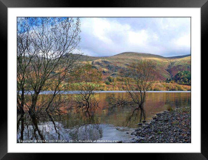"Trees in the lake" Framed Mounted Print by ROS RIDLEY