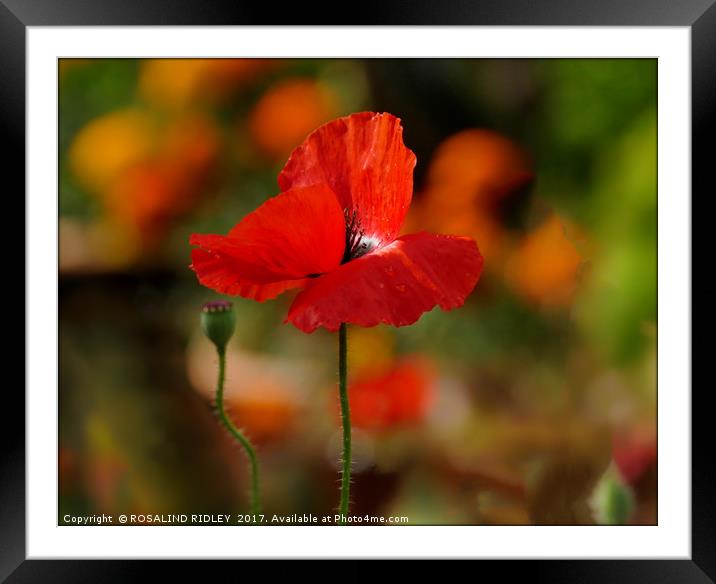 "Soft Poppy" Framed Mounted Print by ROS RIDLEY