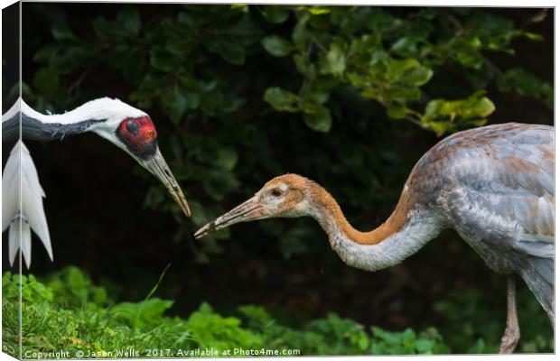 Red crowned crane feeding its chick Canvas Print by Jason Wells