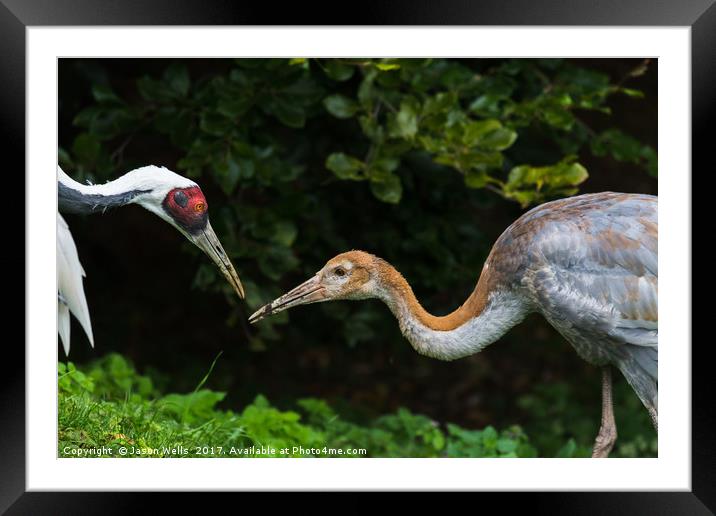 Red crowned crane feeding its chick Framed Mounted Print by Jason Wells