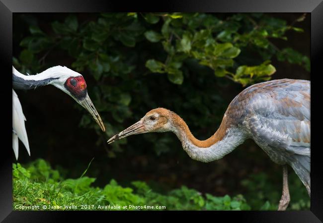 Red crowned crane feeding its chick Framed Print by Jason Wells