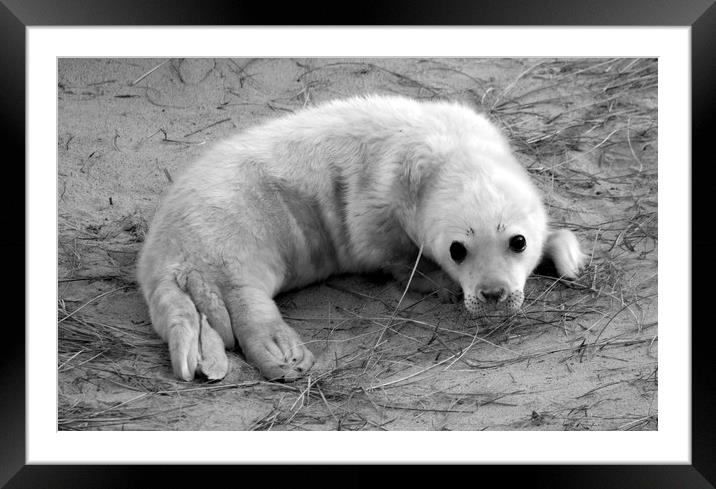 Seal Pup Framed Mounted Print by Darren Burroughs