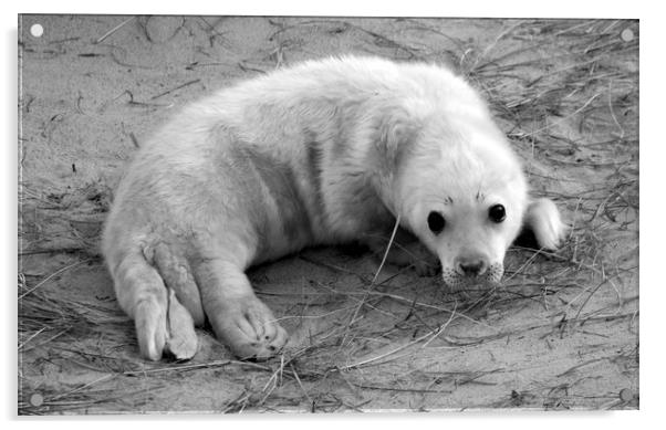 Seal Pup Acrylic by Darren Burroughs