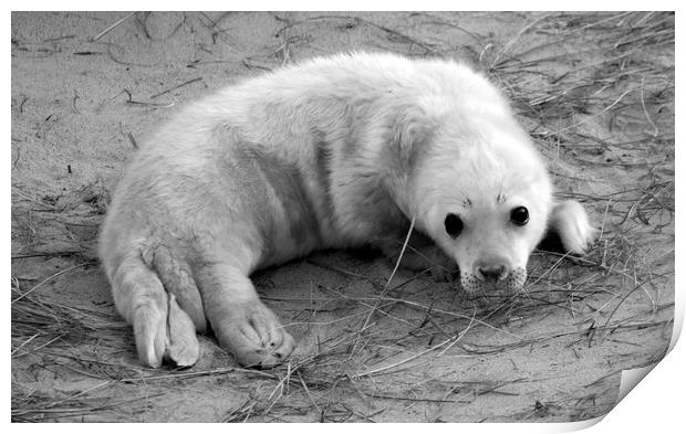 Seal Pup Print by Darren Burroughs