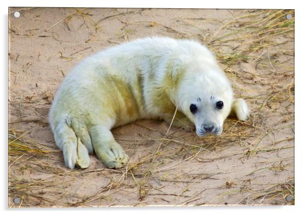 New born Norfolk Seal Pup Acrylic by Darren Burroughs