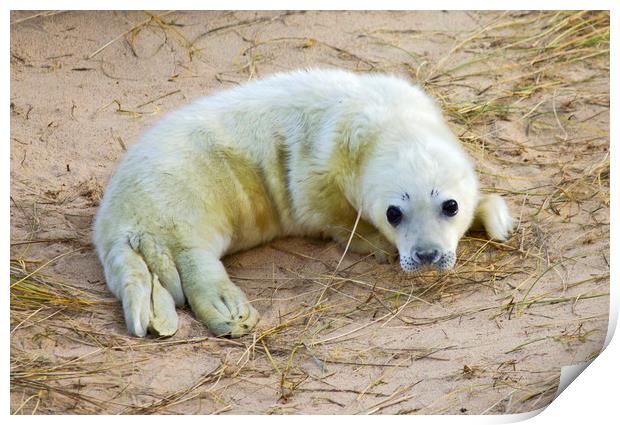 New born Norfolk Seal Pup Print by Darren Burroughs