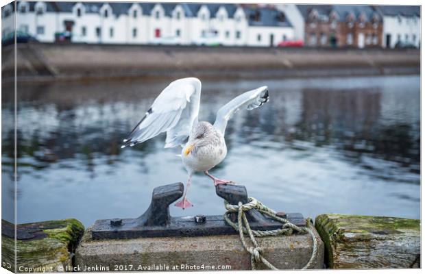 Seagull Missing Its Footing Canvas Print by Nick Jenkins