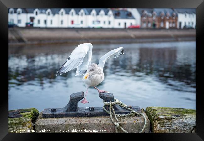 Seagull Missing Its Footing Framed Print by Nick Jenkins