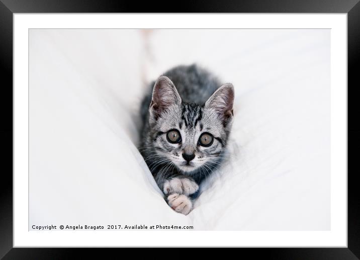 Beautiful tabby kitten Framed Mounted Print by Angela Bragato