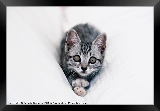 Beautiful tabby kitten Framed Print by Angela Bragato