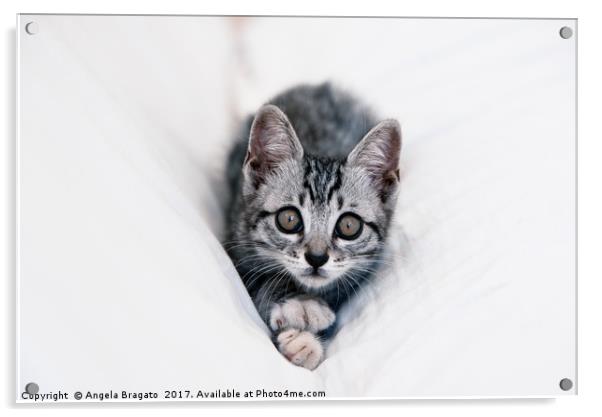 Beautiful tabby kitten Acrylic by Angela Bragato