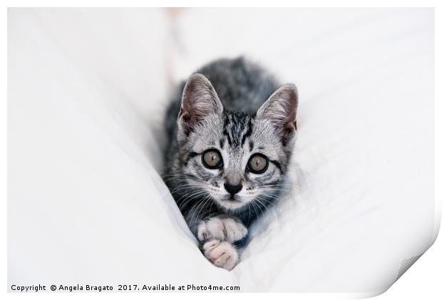 Beautiful tabby kitten Print by Angela Bragato